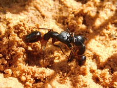 Camponotus fellah