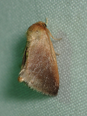 Tortricidia testacea