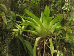 Tillandsia biflora