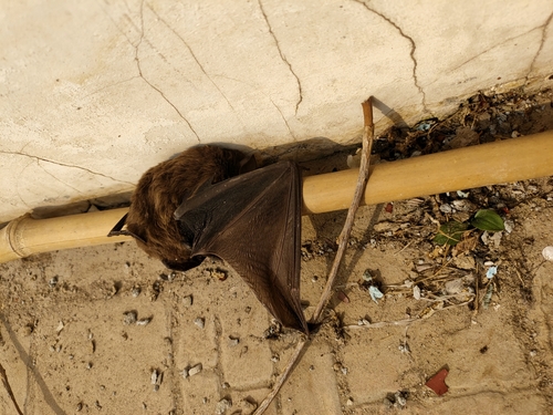 Chinese Noctule