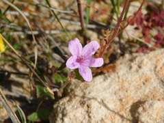 Erodium laciniatum