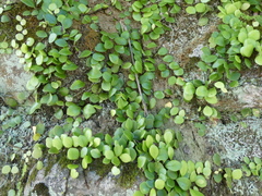 Lemmaphyllum microphyllum