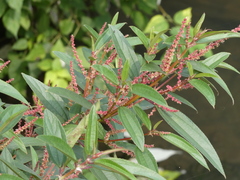 Boehmeria densiflora