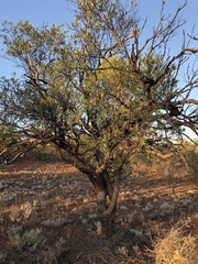 Alectryon oleifolius