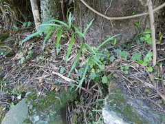 Pteris ensiformis