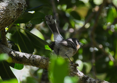 Chasiempis sclateri