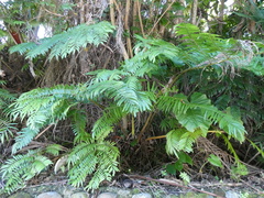 Angiopteris lygodiifolia