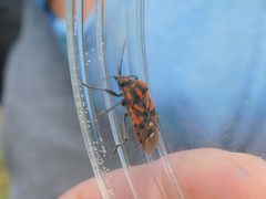 Spilostethus pandurus