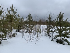 Pinus sylvestris