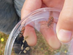 Spilostethus pandurus