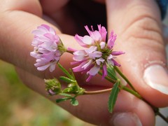 Trifolium glanduliferum