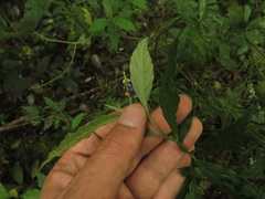 Monnina tenuifolia