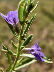 Stemodia florulenta