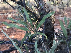 Alectryon oleifolius