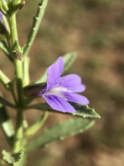 Stemodia florulenta