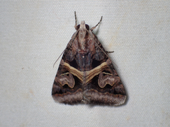 Drasteria grandirena