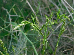 Asparagus horridus