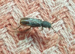 Phacodes