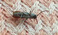 Phacodes