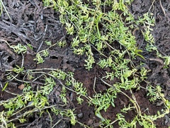 Callitriche marginata