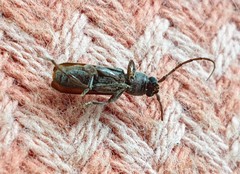 Phacodes
