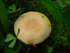 Marasmius wynneae
