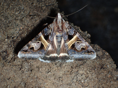 Drasteria grandirena