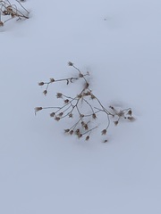 Cirsium arvense integrifolium