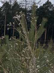 Cirsium arvense integrifolium