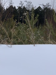 Cirsium arvense integrifolium