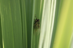 Kikihia peninsularis