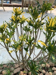 Codiaeum variegatum pictum