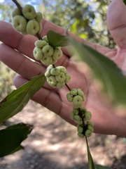 Glochidion rubrum