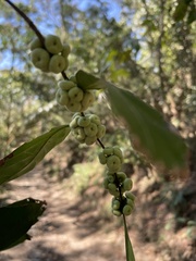Glochidion rubrum