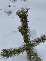 Pinus sylvestris