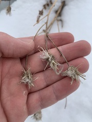 Cirsium arvense integrifolium