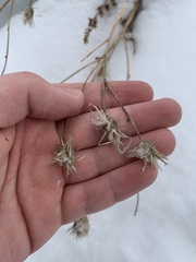 Cirsium arvense integrifolium