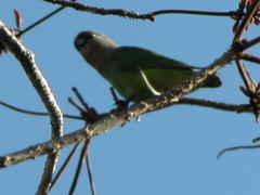 Poicephalus cryptoxanthus
