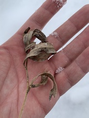 Cirsium arvense integrifolium