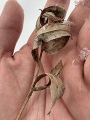 Cirsium arvense integrifolium