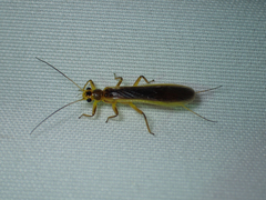 Perlesta
