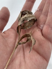 Cirsium arvense integrifolium