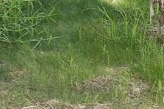 Eleocharis parvula
