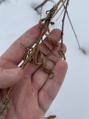Chamaenerion angustifolium