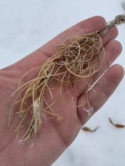 Chamaenerion angustifolium