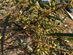 Eucalyptus oleosa