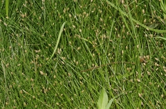 Eleocharis parvula