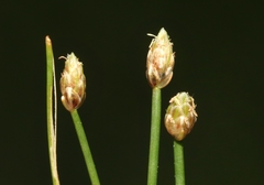 Eleocharis parvula
