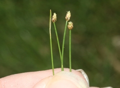 Eleocharis parvula