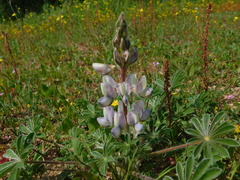 Lupinus palaestinus